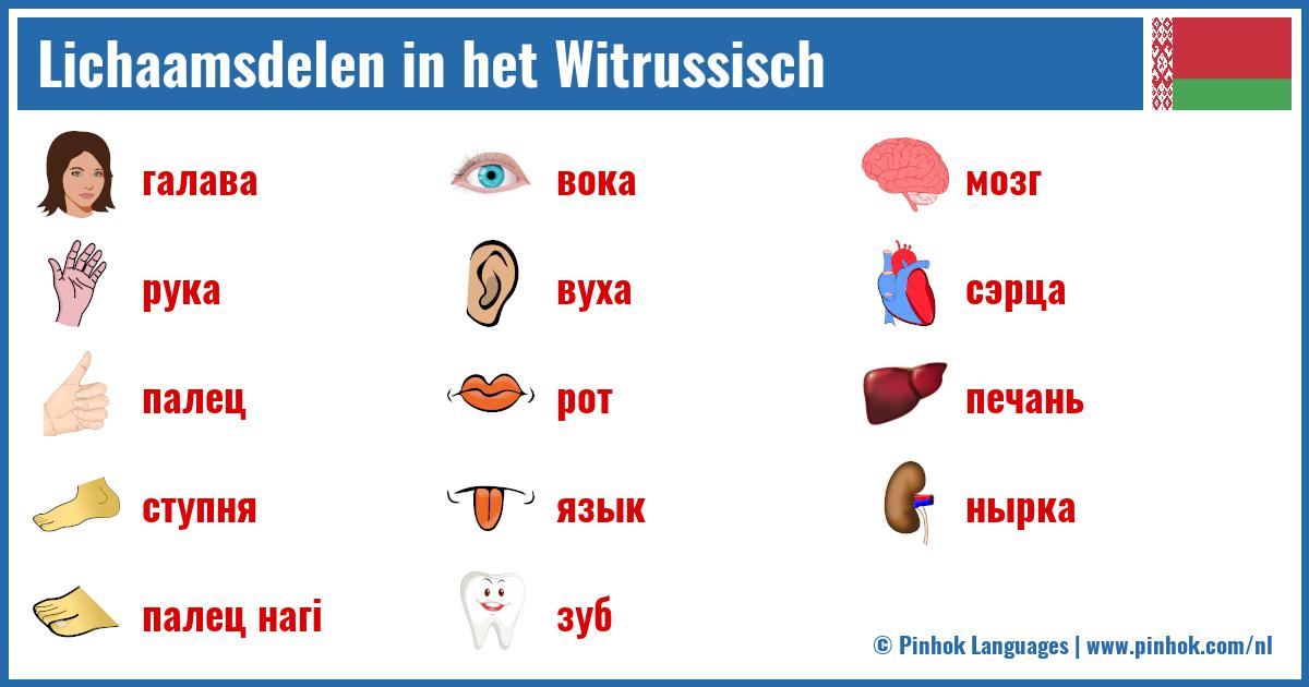 Lichaamsdelen in het Witrussisch