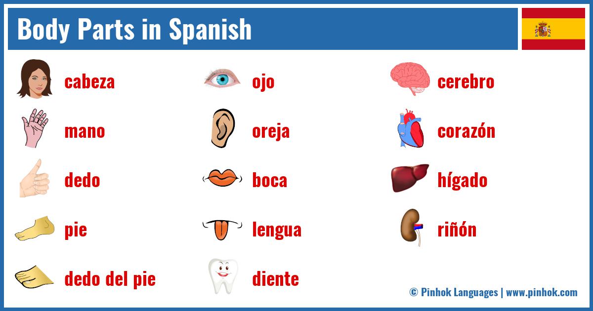 Body Parts in Spanish