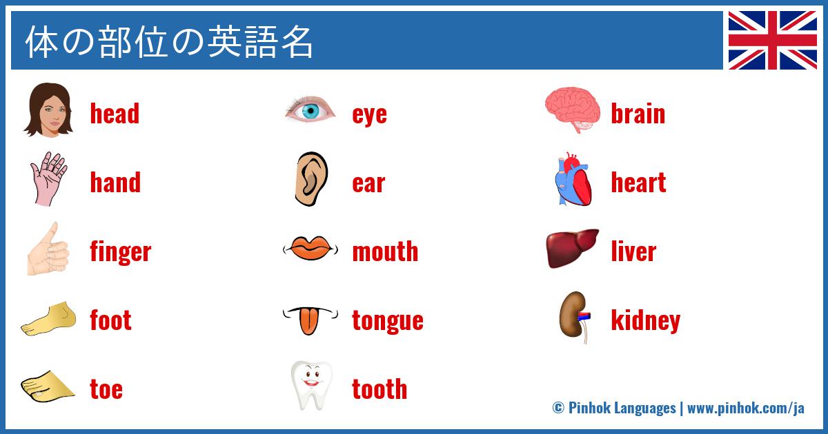 体の部位の英語名