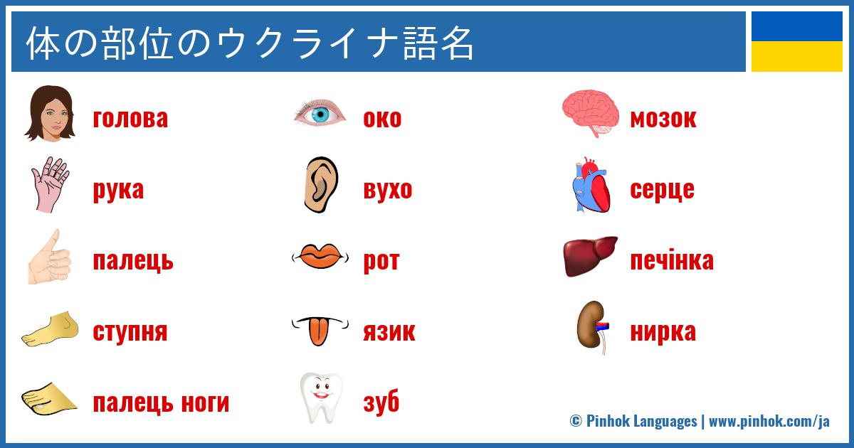 体の部位のウクライナ語名