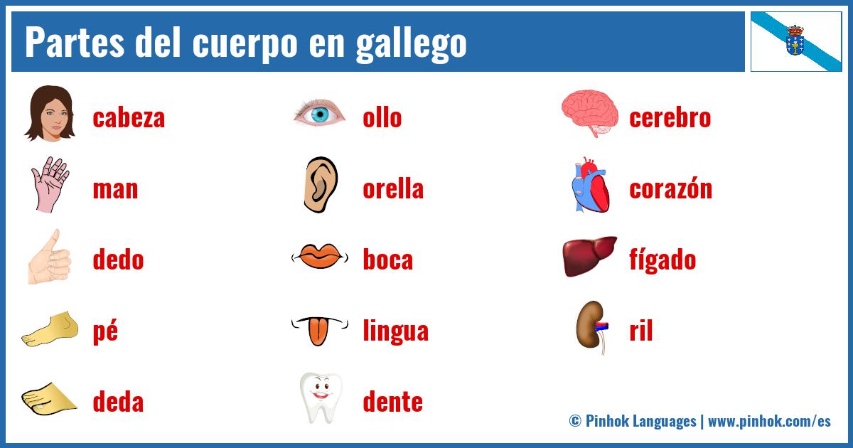 Partes del cuerpo en gallego